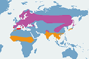 Krętogłów (zwyczajny) – mapa występowania na świecie