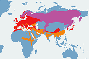 Krogulec (zwyczajny) - mapa występowania na świecie