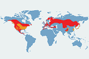 Krzyżodziób świerkowy - mapa występowania na świecie