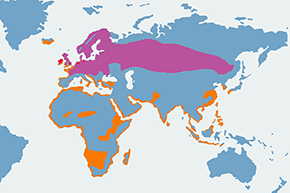 Kulik wielki - mapa występowania na świecie
