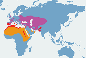 Kulon, kulon zwyczajny – mapa występowania na świecie