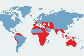 Kulon, kulon zwyczajny - mapa występowania na świecie