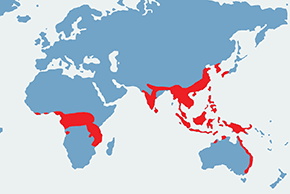 Kurtaczek rudy - mapa występowania na świecie