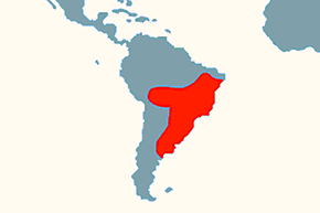 Kusacz rdzawoskrzydły - mapa występowania na świecie