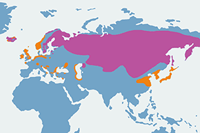 Łabędź krzykliwy - mapa występowania na świecie
