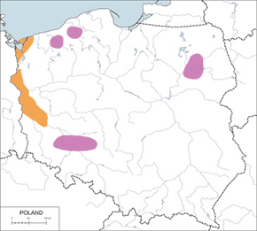 Łabędź krzykliwy – mapa występowania w Polsce