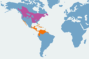 Lasówka szkarłatna – mapa występowania na świecie