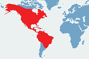 Lasówka szkarłatna - mapa występowania na świecie