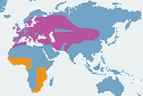 Lelek (zwyczajny) – mapa występowania na świecie
