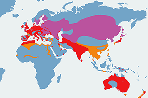Łyska (zwyczajna) - mapa występowania na świecie