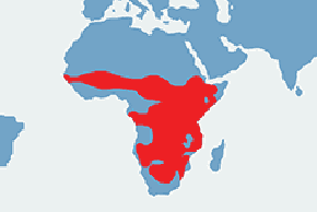 Marabut afrykański - mapa występowania na świecie