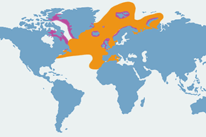 Maskonur zwyczajny, maskonur - mapa występowania na świecie