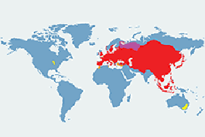 Mazurek - mapa występowania na świecie