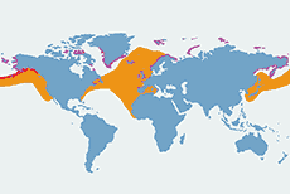 Mewa trójpalczasta – mapa występowania na świecie