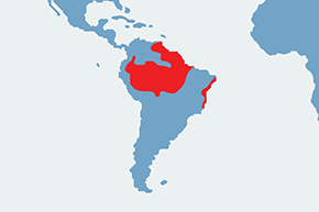 Modrogrzbiecik trójbarwny - mapa występowania na świecie