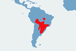 Modrowronka pluszogłowa - mapa występowania na świecie
