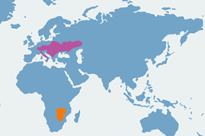 Muchołówka białoszyja - mapa występowania na świecie