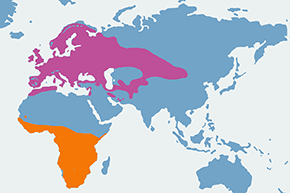 Muchołówka szara - mapa występowania na świecie
