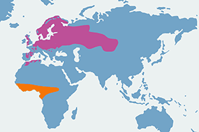 Muchołówka żałobna - mapa występowania na świecie