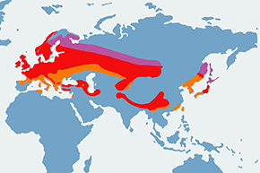 Mysikrólik - mapa występowania na świecie