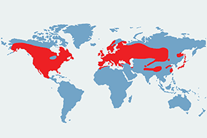 Mysikróliki - mapa występowania na świecie