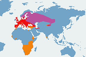 Myszołów (zwyczajny) - mapa występowania na świecie