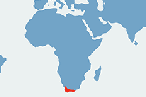 Nektarnik przylądkowy - mapa występowania na świecie