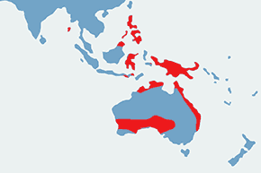 Nogal brunatny - mapa występowania na świecie