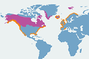 Nur lodowiec - mapa występowania na świecie