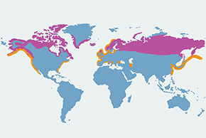 Nur rdzawoszyi - mapa występowania na świecie