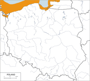 Nur rdzawoszyi - mapa występowania w Polsce