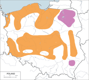 Nurogęś – mapa występowania w Polsce