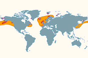 Nurzyk podbielały, nurzyk zwyczajny – mapa występowania na świecie