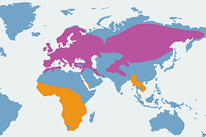 Oknówka (zwyczajna) - mapa występowania na świecie