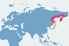 Bielik olbrzymi – mapa występowania na świecie