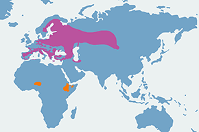 Ortolan - mapa występowania na świecie
