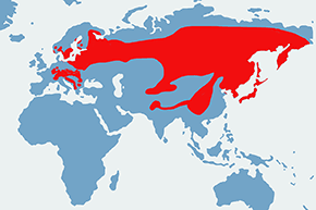 Orzechówka (zwyczajna) – mapa występowania na świecie