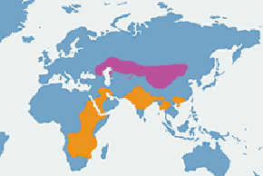 Orzeł stepowy - mapa występowania na świecie