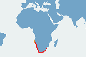Ostrygojad afrykański – mapa występowania na świecie