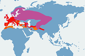 Paszkot – mapa występowania na świecie