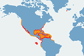 Pelikan brunatny - mapa występowania na świecie