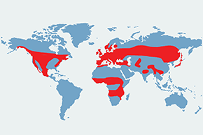 Pełzacz leśny - mapa występowania na świecie