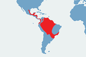 Perkołyska amerykańska – mapa występowania na świecie