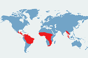 Perkołyska amerykańska - mapa występowania na świecie