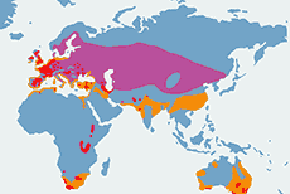 Perkoz dwuczuby - mapa występowania na świecie