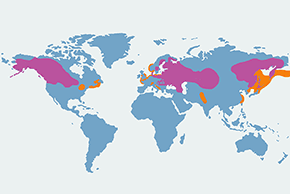 Perkoz rdzawoszyi - mapa występowania na świecie