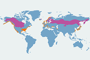 Perkoz rogaty – mapa występowania na świecie
