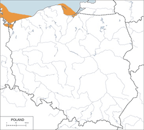 Perkoz rogaty – mapa występowania w Polsce