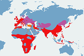 Perkozek (zwyczajny) – mapa występowania na świecie