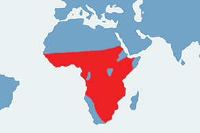 Perlica sępia - mapa występowania na świecie